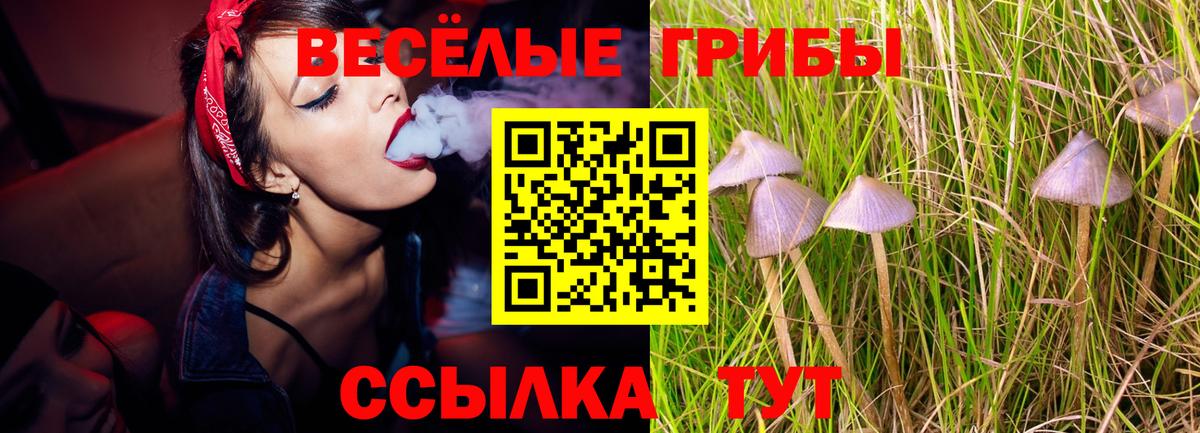 Псилоцибиновые грибы Psilocybine cubensis Балахна